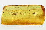 Fossil Ant-Like Leaf Beetle (Palaeocnopus) & Dance Fly in Baltic Amber #330625-1